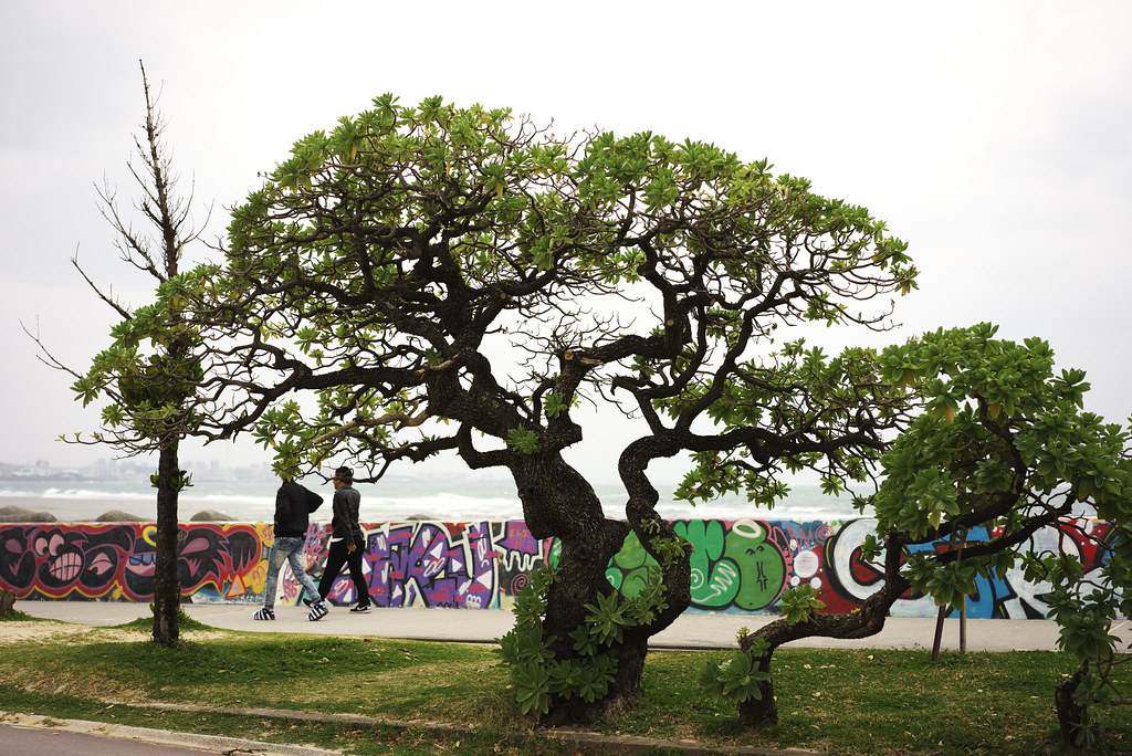 Tree Shaping