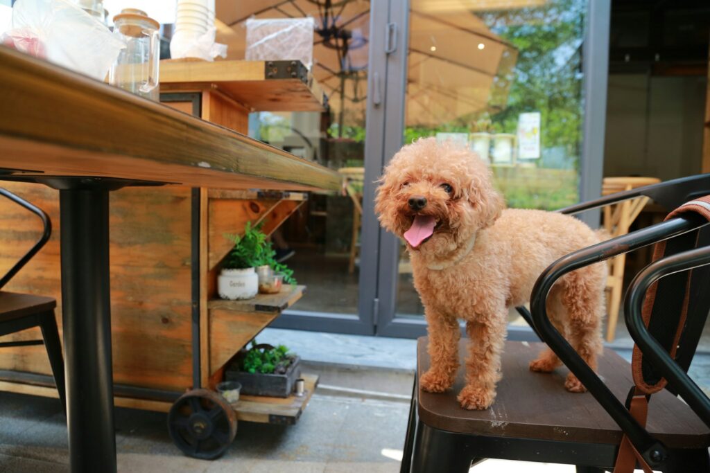 Poodles
