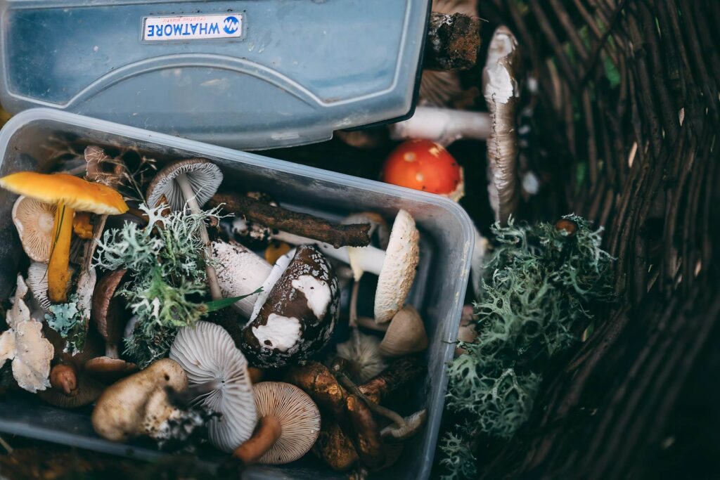 Foraging
