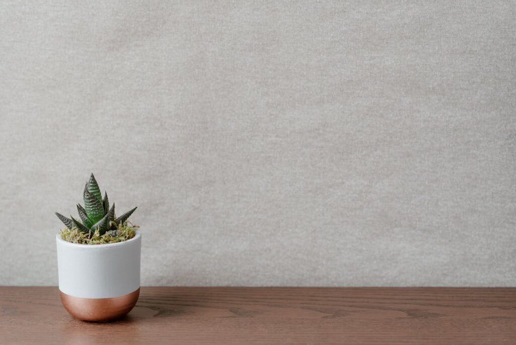 Therapeutic Succulent Collection