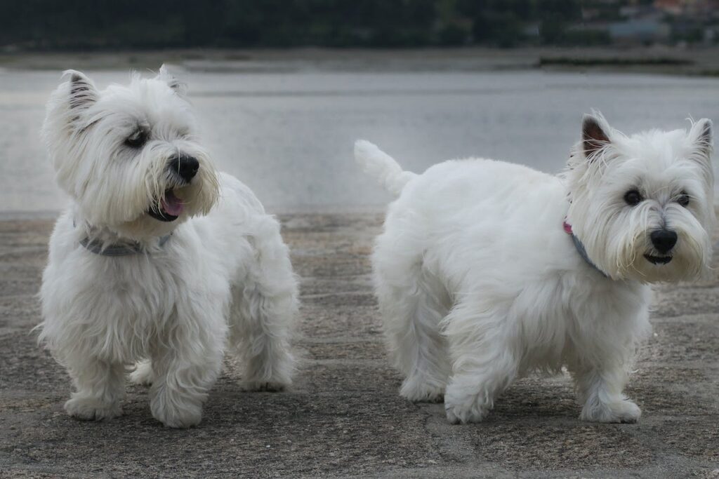 West Highland Terriers