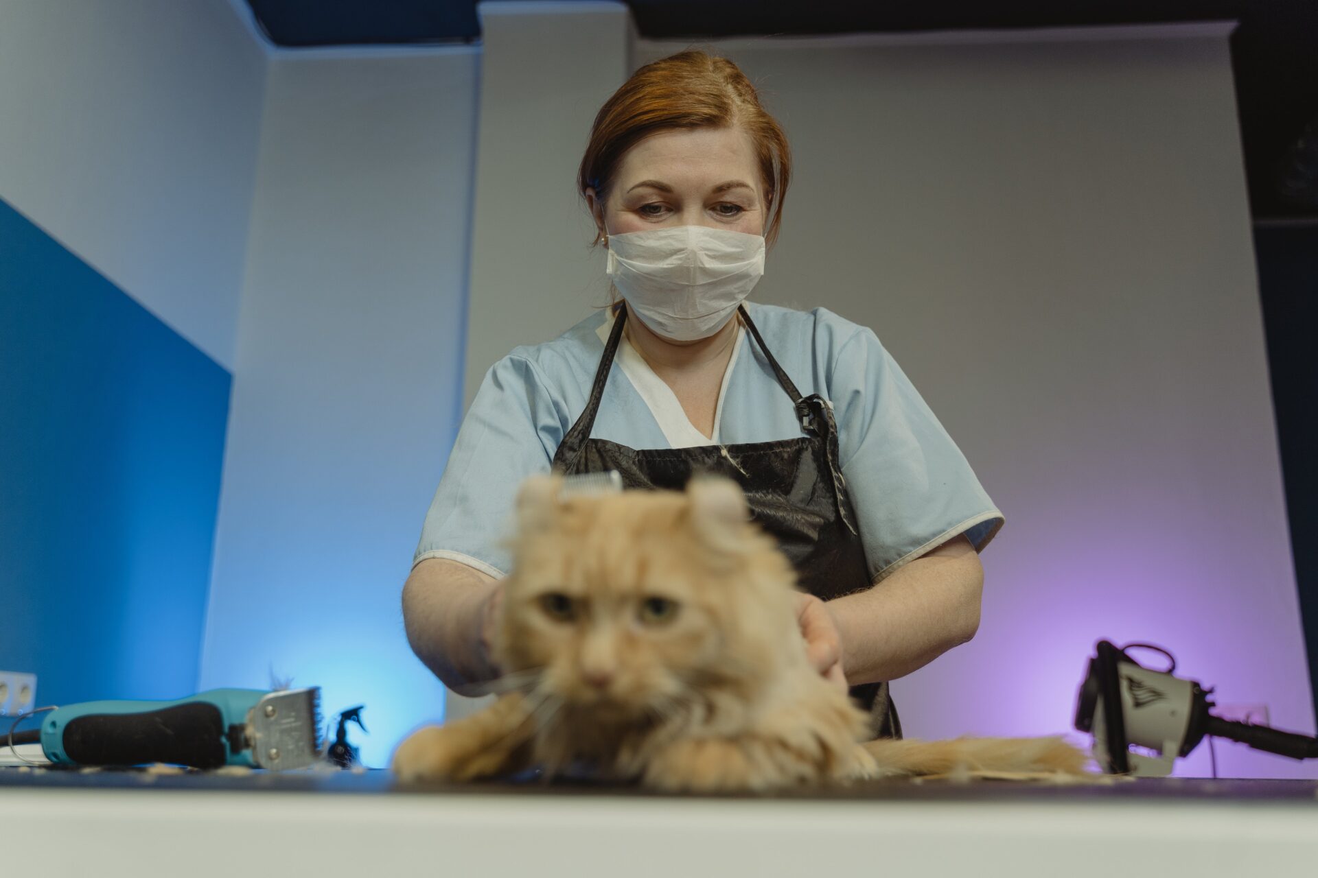 Pet Services